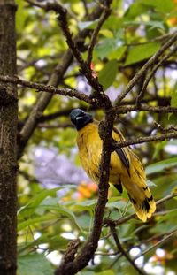 Close-up of bird perching on branch