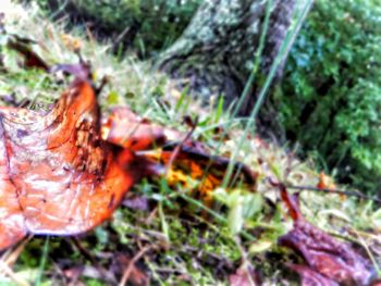 Close-up of fungus growing on tree trunk