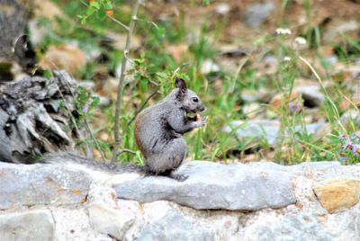 Side view of rabbit on rock