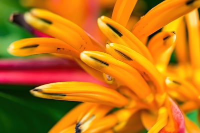 Close-up of yellow lily