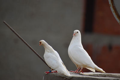 Seagull perching on a bird