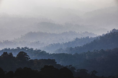 Scenic view of forest against sky