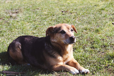 Dog looking away while sitting on grass