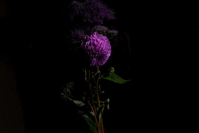 Close-up of purple flowers