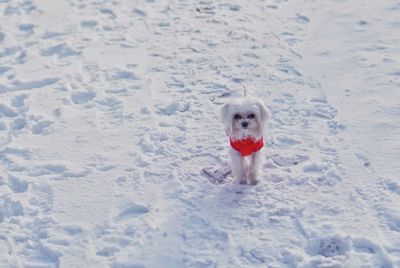 Portrait of dog in snow