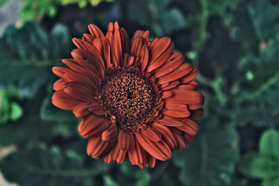 Close-up of red flower blooming outdoors