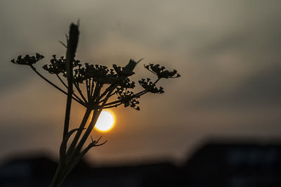 Close-up of silhouette plant against sky during sunset