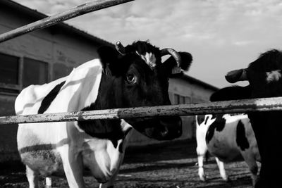 Cows standing in a horse