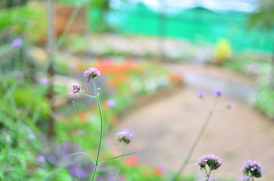 Close-up of purple flowering plant on field