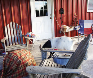 Side view of goat by empty chairs outside house