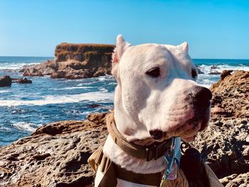 View of dog on beach