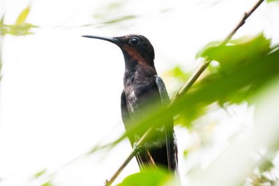 Close-up of bird perching on plant