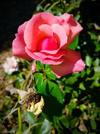 Close-up of pink rose