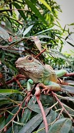 Close-up of a lizard on tree