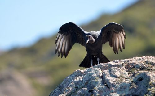 Low angle view of bird flying against sky