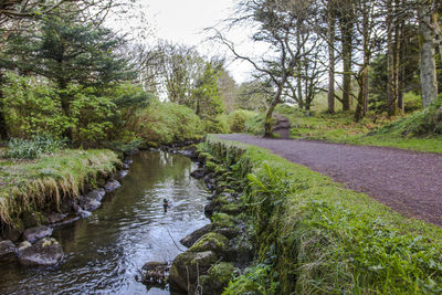 Stream flowing amidst trees in forest