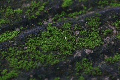 Close-up of moss growing on rock