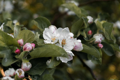 Close-up of flowers blooming outdoors