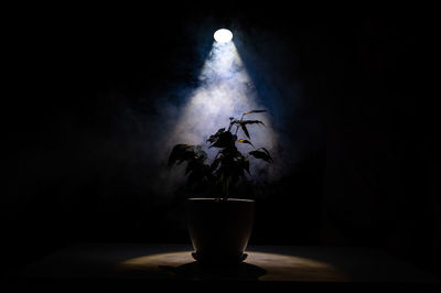 Pot with ficus in the mist on a black background.