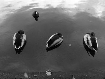 High angle view of swans swimming on lake