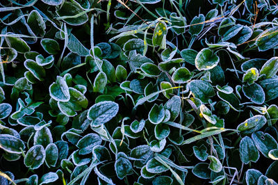 Full frame shot of plants