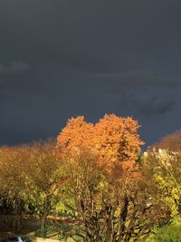 Low angle view of trees against sky