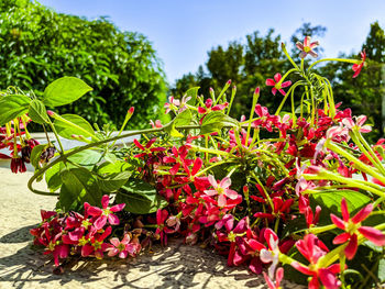 Close-up of red flowers blooming outdoors