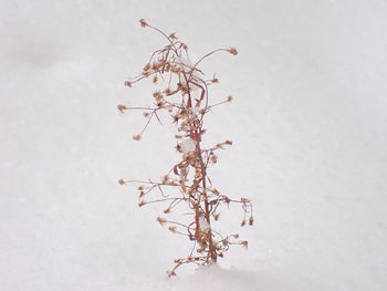 Close-up of dry plant against white background