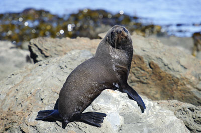 High angle view of sea lion on rock