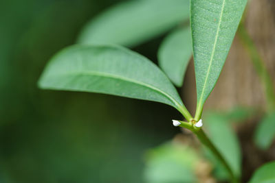 Close-up of plant leaves