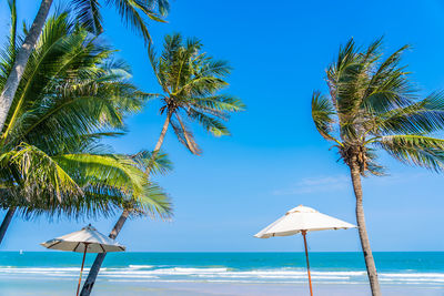 Palm trees on beach against blue sky