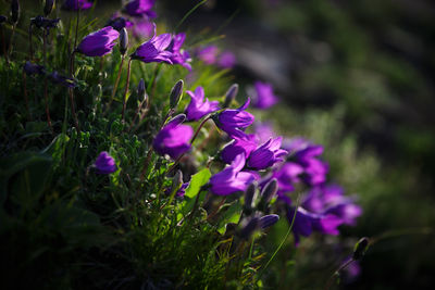 Close-up of purple flowering plants on field