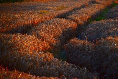 Full frame shot of agricultural field