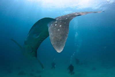 Fish swimming in sea