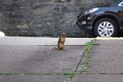 Squirrel sitting on road