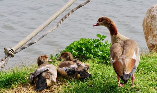 Ducks on the lake