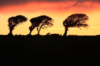 Silhouette of trees at sunset