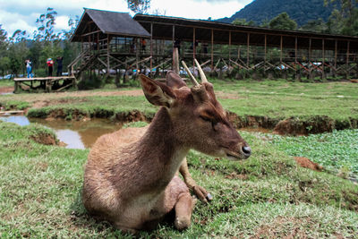 Deer in a field