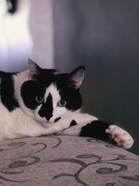 Close-up portrait of a cat