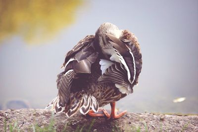 Close-up of a bird