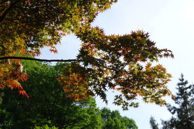 Low angle view of trees against sky during autumn