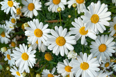 Close-up of white daisy flowers