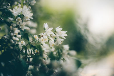 Close-up of white flowering plant