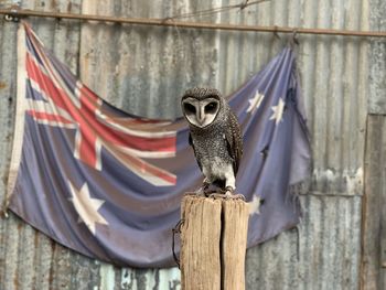 Close-up of bird perching on wooden post