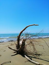 Driftwood on beach against clear blue sky