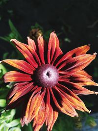 Close-up of red flower