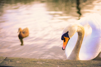 View of swan swimming in lake