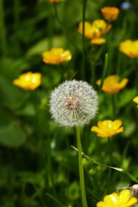 Close-up of yellow flower