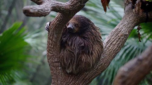 Close-up of sloth perching on tree