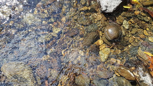 High angle view of shells on rock